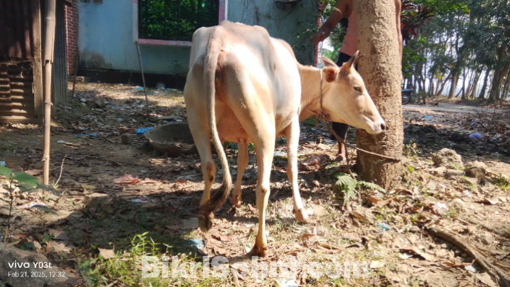 গাভী